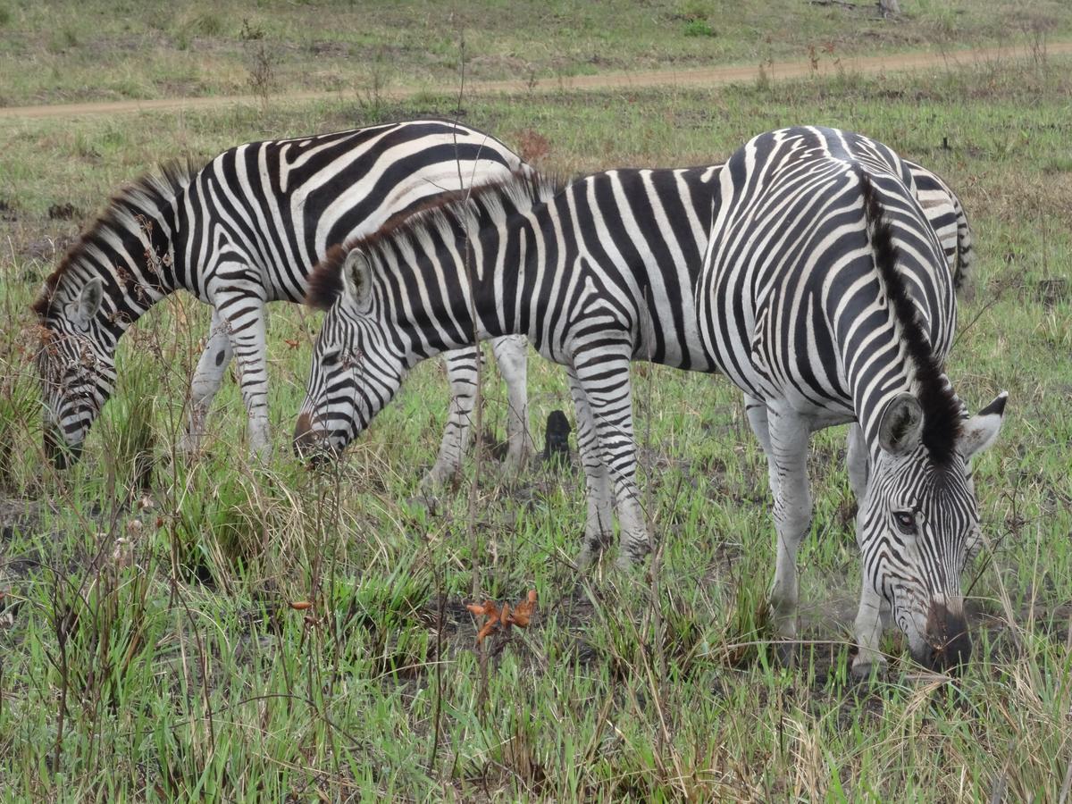 Lodge Afrique Saint Lucia Estuary Dış mekan fotoğraf