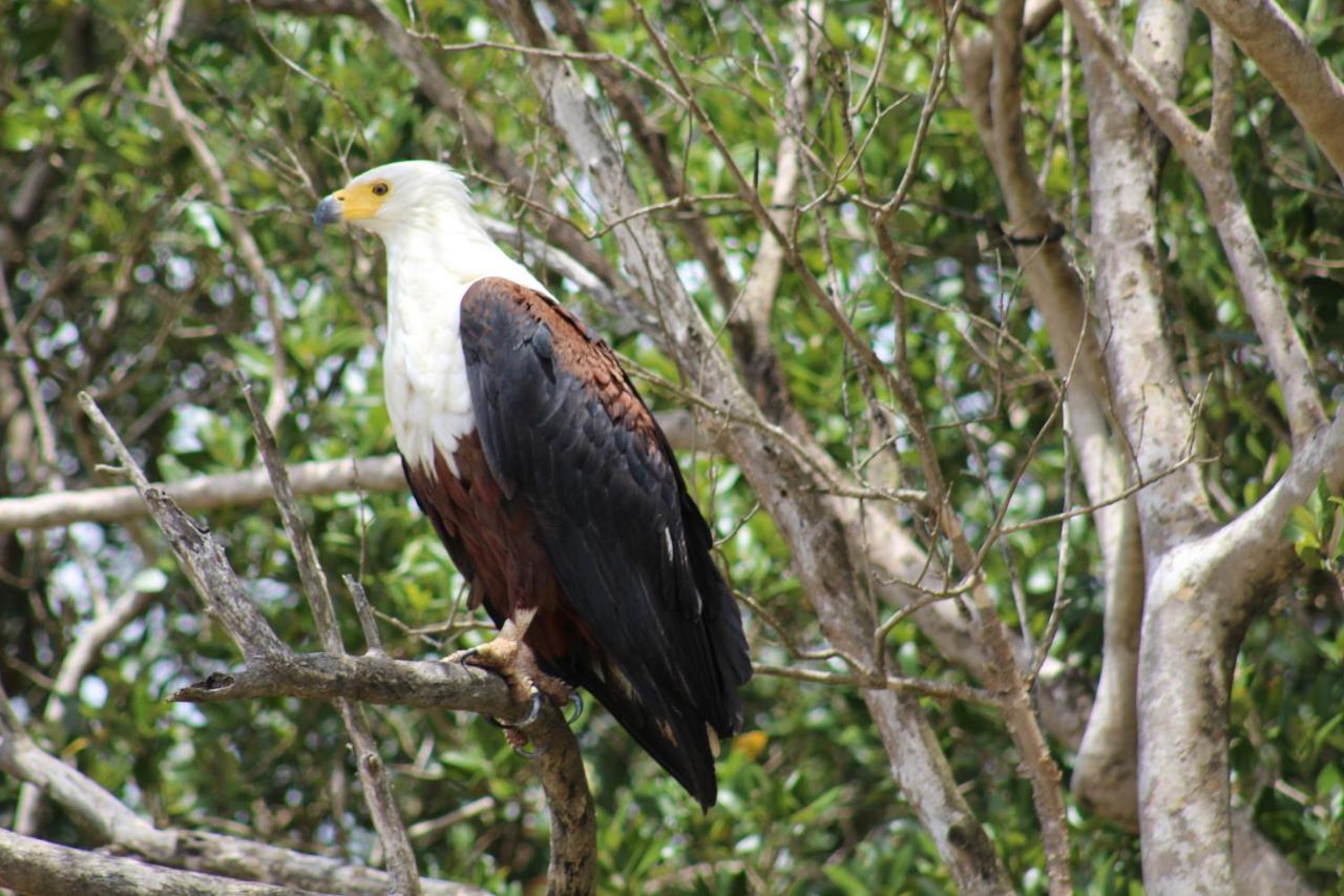 Lodge Afrique Saint Lucia Estuary Dış mekan fotoğraf